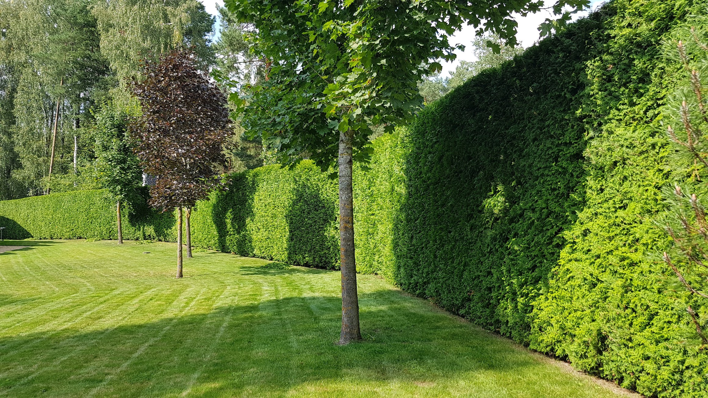 Vejos priežiūra: praktiniai patarimai iš 20 metų patirties