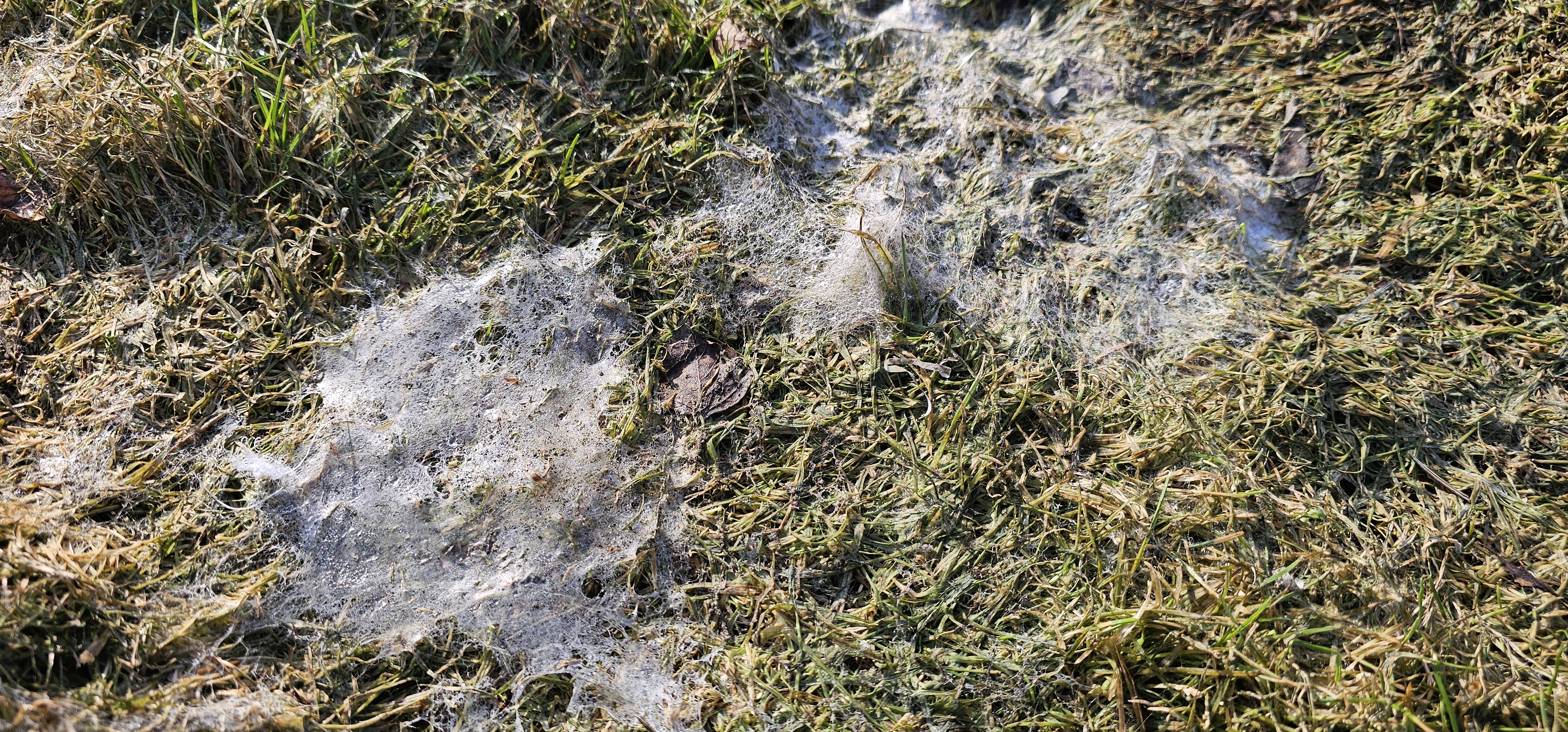 Fuzariozė (sniego pelėsis): kaip atpažinti ir gydyti veją pavasarį