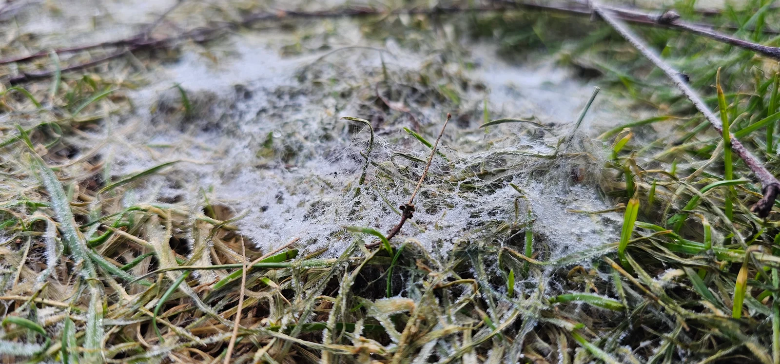 Vejos fuzariozė iš arti – balta ir rausva grybiena ant žolės lapelių