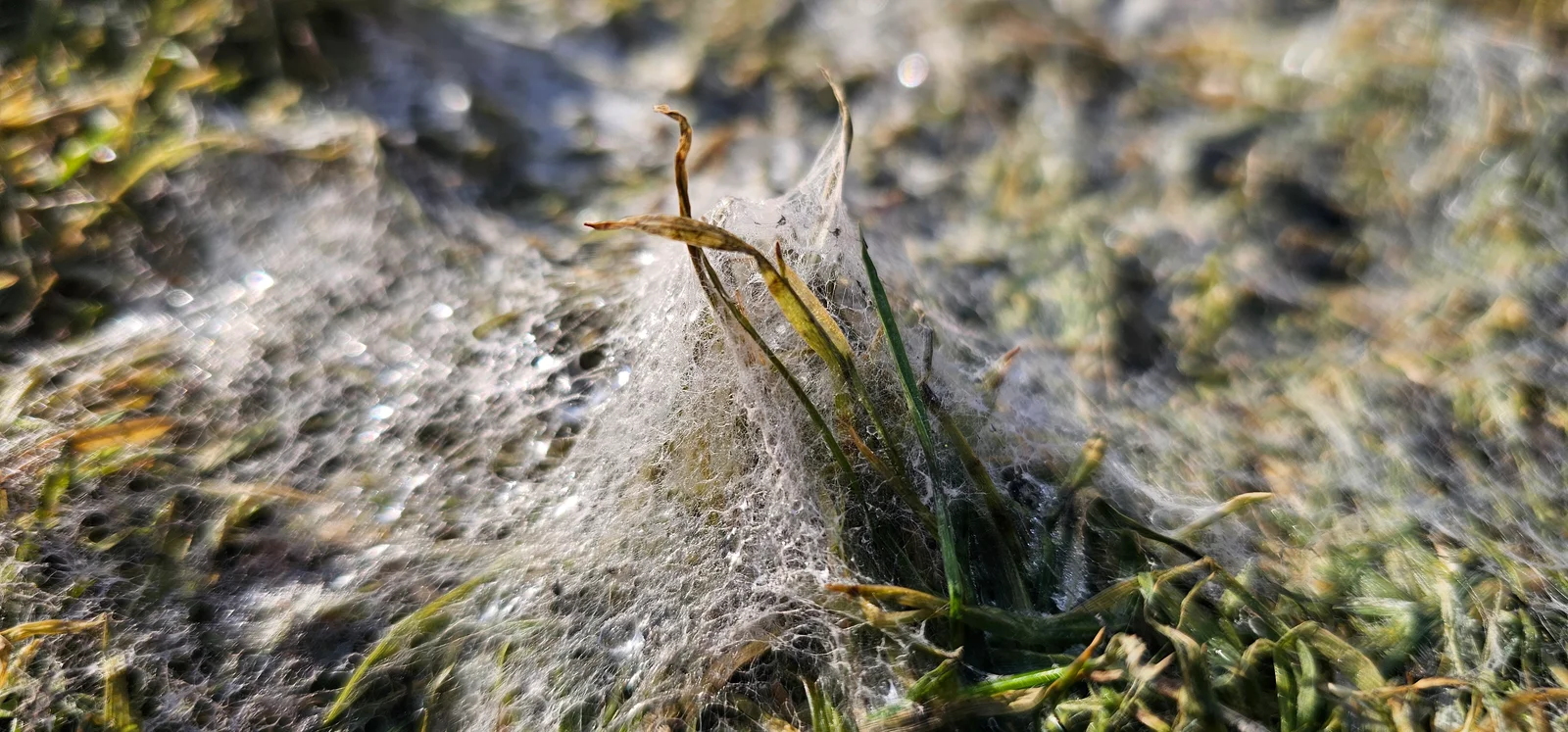 Sniego pelėsio pažeista veja – sidabrinės pelėsio dėmės ant žolės