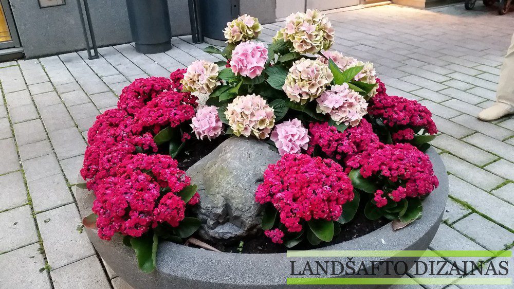 Gėlių parinkimas gėlynams