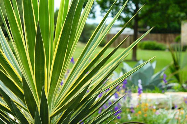 Kas per gėlė juka?