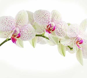 Kambarinių augalų priežiūra: visų metų laikų vadovas