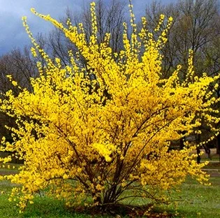 forsythia_forsitija