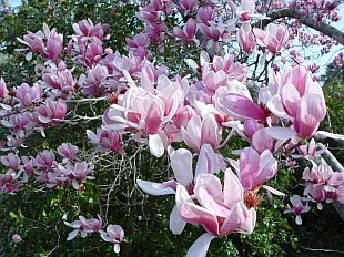 Magnolia x soulangiana