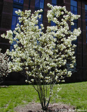 amelanchierarbo_lamarckii_medlieva