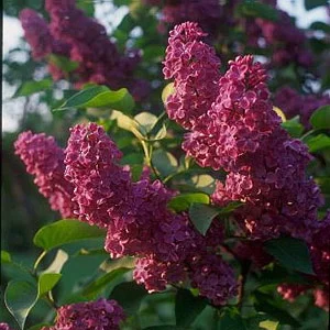 Syringa_vulgaris_paprastoji_alyva