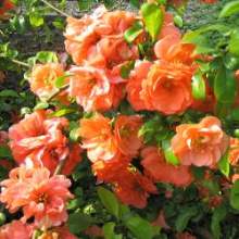 Chaenomeles_svarainiai