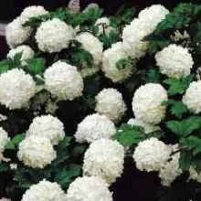 Viburnum Snowball_paprastasis_putinas