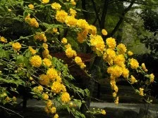 Kerria japonica Japoninė kerija