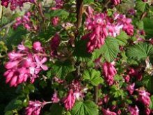 Ribes sanguineum Raudonasis serbentas