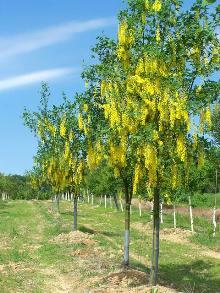 Laburnum x wateri Vaterio pupmedis