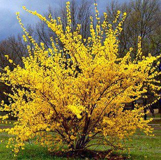 Pavasarį žydintys krūmai