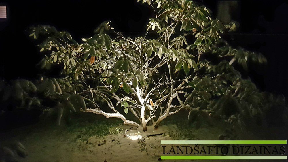 Sodo priežiūra žiemą: ką daryti, kad augalai saugiai peržiemotų