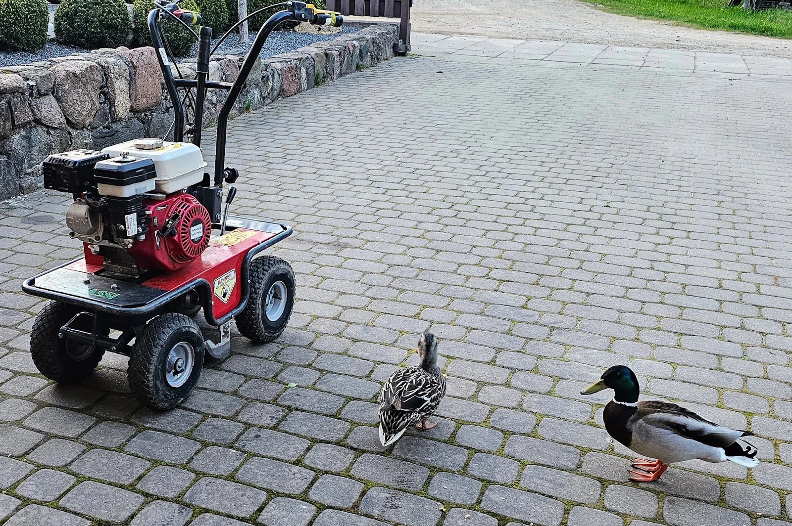 Vėlėnos riežtuvo nuoma