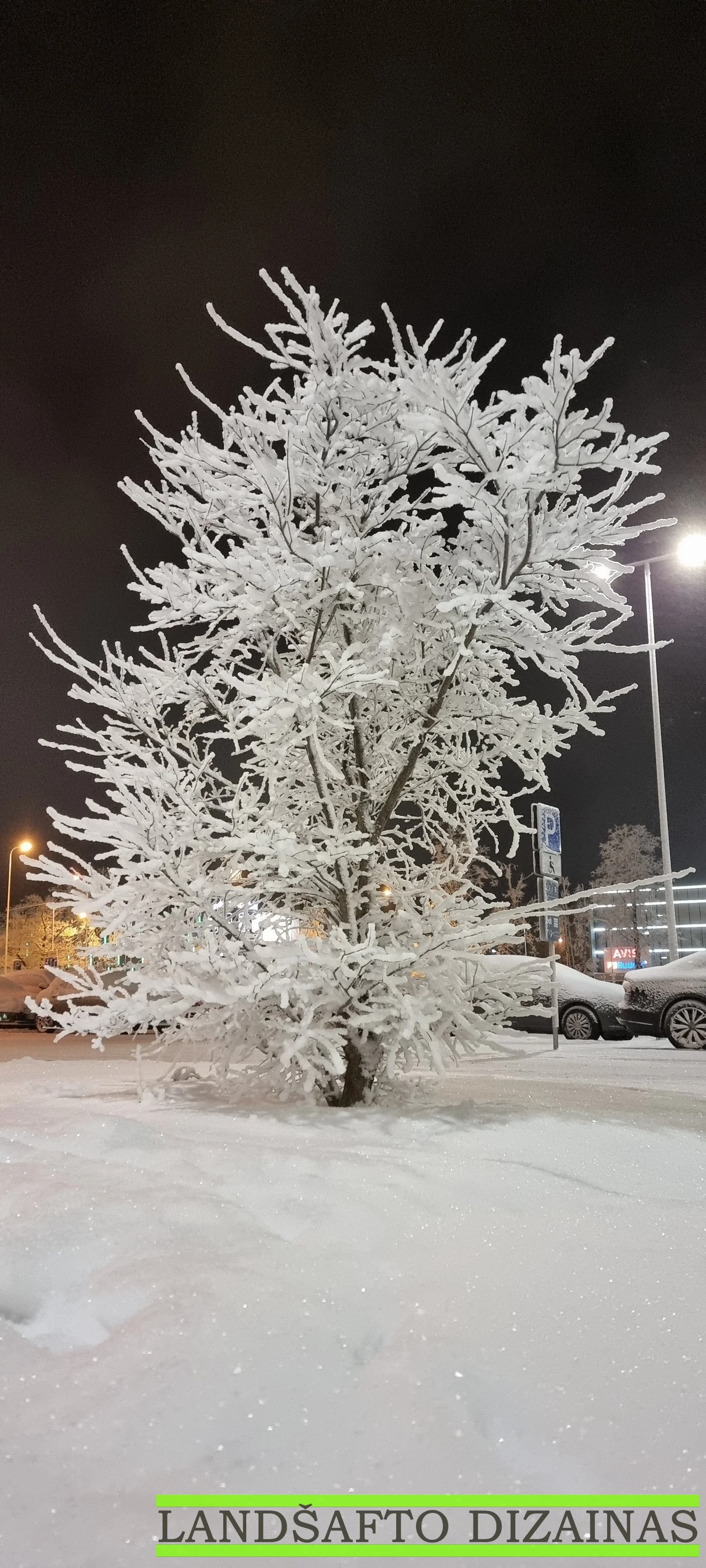 Augalai žiemą
