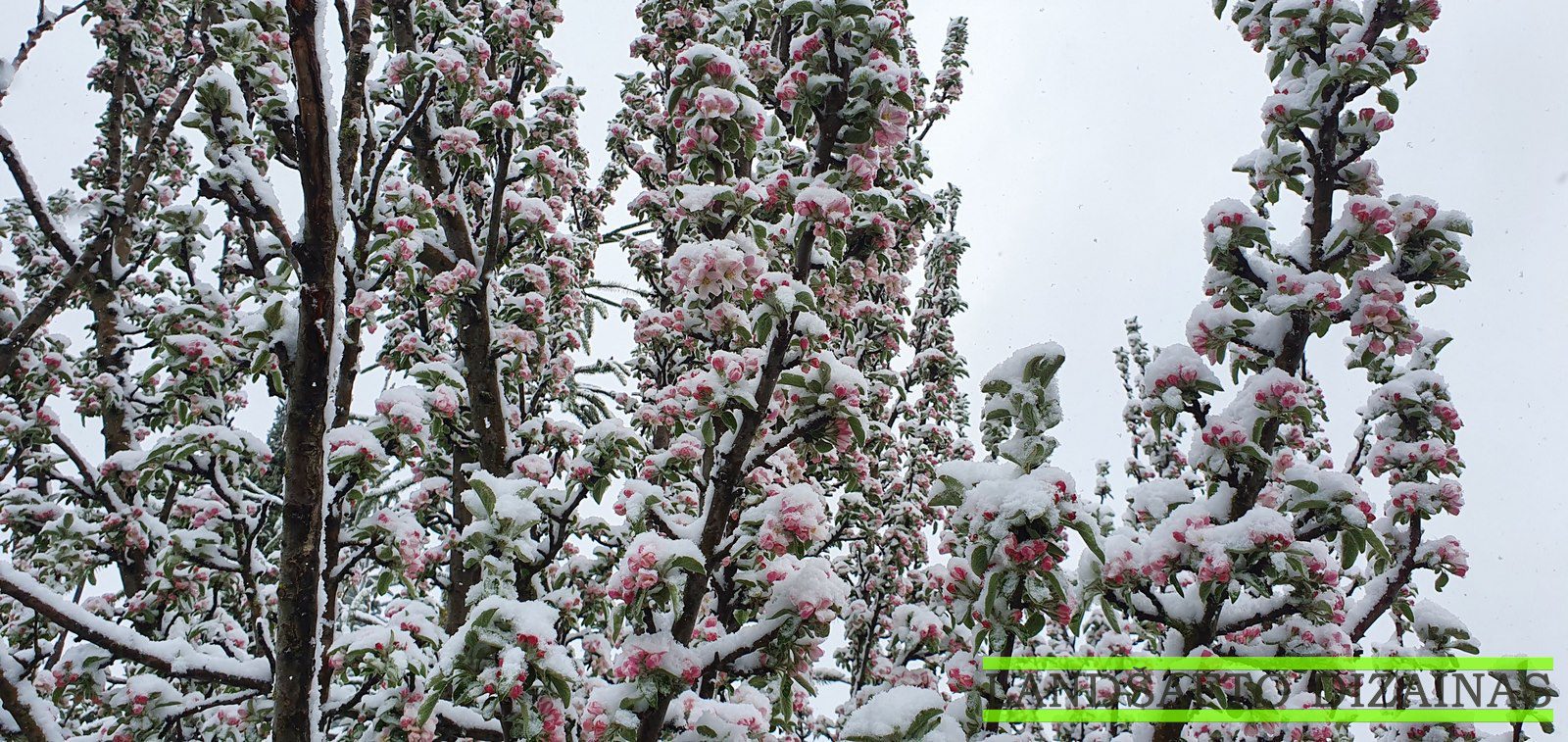 Augalai žiemą