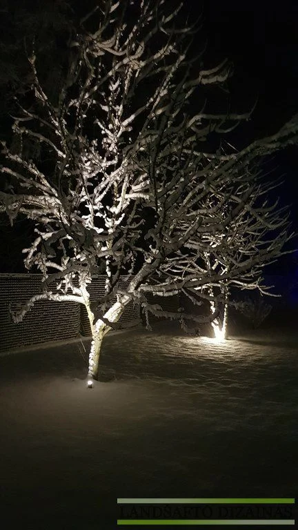 Augalai žiemą