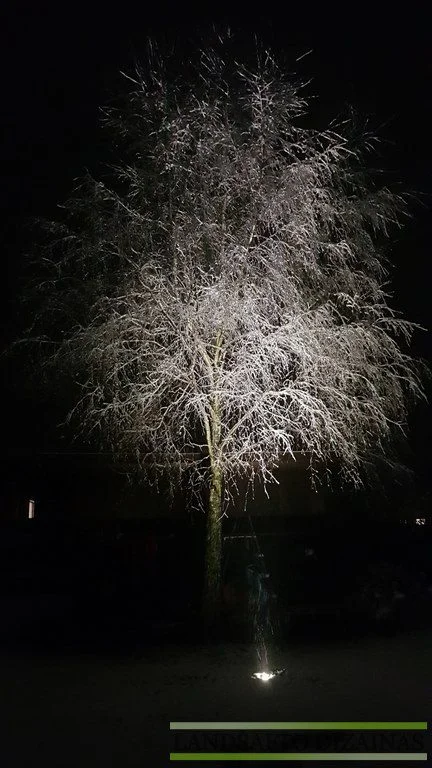 Augalai žiemą